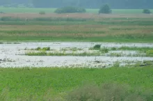 Koniczne nowe zasady szacowania strat