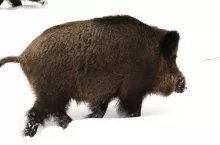 239145