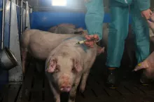 472535