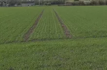 Nowe prawo UE w zakresie zdrowia roślin