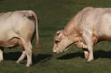 457067