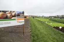 Hazera