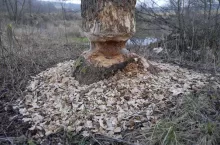 Rolnicy alarmują - Za dużo borów na Mazowszu