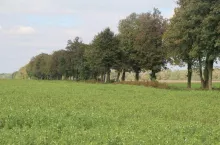 Nawozy zielone w uprawie kukurydzy