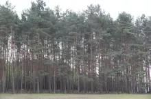 200431
