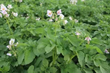 Potato Days Poland 2019 – Wystawa Producentów Ziemniaków
