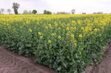 455643