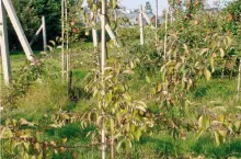 Zasychanie jabłoni posadzonej w obniżeniu po długotrwałych i wysokich opadach w sezonie wegetacyjnym w 2011 r. Sad Pomologiczny IO