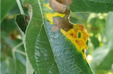 Objawy niedoboru magnezu na liściach jabłoni ‘Golden Delicious Reinders‘