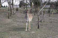 237422