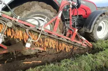 Zbiory Marchwi 2018 po jesiennych przymrozkach