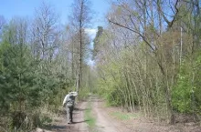 Las wiosną