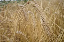 Zboże - susza 2019