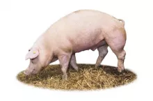 454620