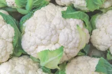Fresh healthy cauliflower green and white organic vegetable