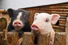 two pigs in zoo garden