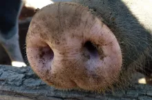 454477