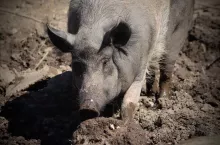 454355