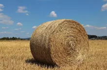 236733