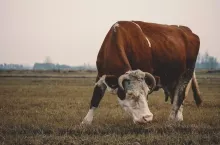 454322