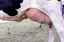 236465