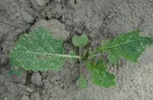  Fot. 2 Gąsienica tantnisia krzyżowiaczka