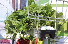 Rynny KG marki FormFlex do uprawy truskawek deserowych pod osłonami