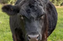 235894