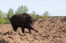 Wild boar searching food on field
