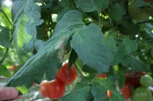 Tuta absoluta