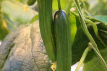 ogórek doświetlany