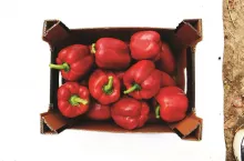 Papryka Maximunus Seminis w skrzyni