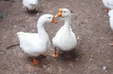 234766