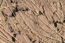 detail of dry soil with dry plants