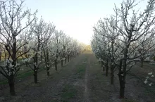 925031