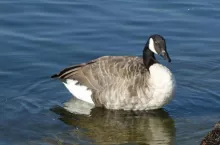 924973