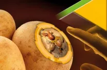 Program Ochrony Ziemniaka na 2020 r