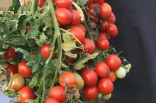 Pomidory gruntowe