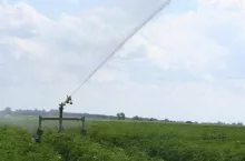 deszczownia w ziemniakach