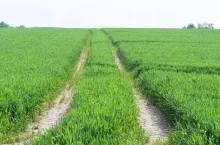Treckerspuren durch ein grünes Ackerfeld