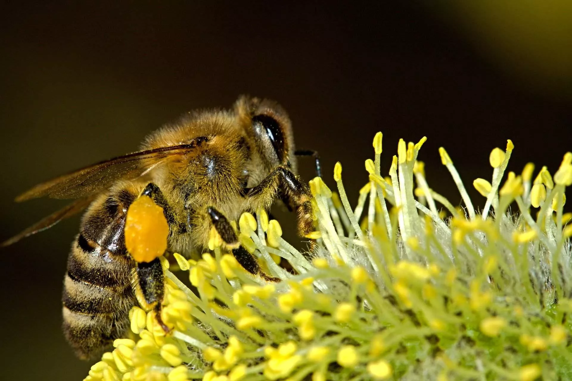 Dzięki pszczołom plon może być o 80% wyższy! Jak o nie zadbać?