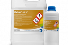 ortus