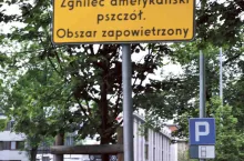  Fot. 2. Plaster ze zdrowym czerwiem zasklepionym