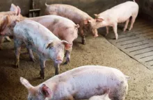 Small pigs on a farm