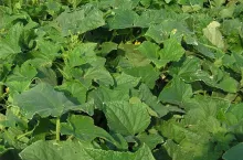 plantacja ogórków