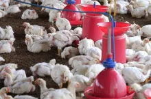 Poultry farm with young white chicken being bred for meat. This small scale industry is situated in south indian rural countryside and is crowded with white chicks