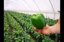 715812