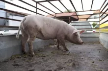 449226