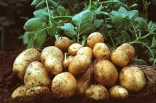 Die Europäische Kommission hat Amflora, die gentechnisch optimierte Stärkekartoffel der BASF, für die kommerzielle Nutzung in Europa genehmigt. Damit kann die Kartoffel für die Erzeugung industrieller Stärke eingesetzt werden.

Amflora, BASF‘s genetically optimized starch potato, has been approved by the European Commission for commercial application in Europe. The potato can now be used for the production of industrial starch.