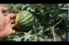 715115